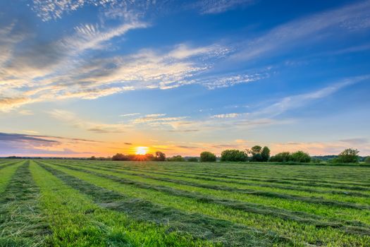 Sunset at cultivated land in the countryside on a summer evening with cloudy sky background. Procurement of food for animals. Combined field. Landscape.