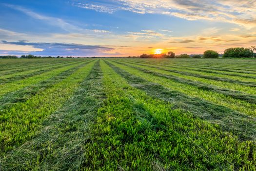 Sunset at cultivated land in the countryside on a summer evening with cloudy sky background. Procurement of food for animals. Combined field. Landscape.
