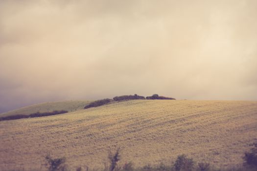 View of misty landscape of fields and trees