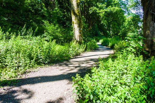 a path through lush green vegetation in a woodland