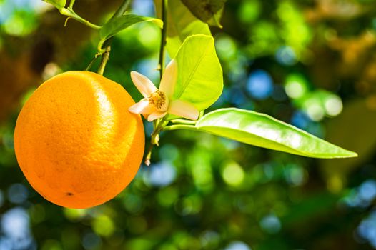 Close-up of orange tree fruit and blossom