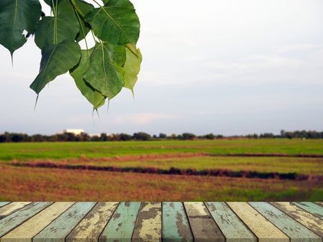 The wooden table on the background is rice plantation That has a little sunlight.
For placing products to promote.