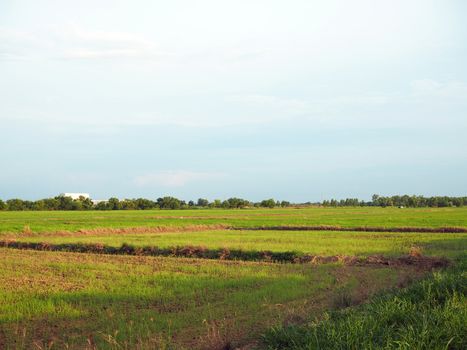 Paddy fields on the background are empty sky growing. In which the nearby area There is an industrial factory located but does not affect farming.
Concept of coexistence of industry and rice cultivation.