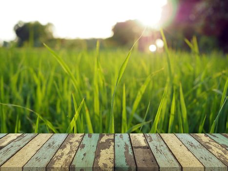 Old wooden table On the background of green rice There is a little sunlight.
For placing products to promote.