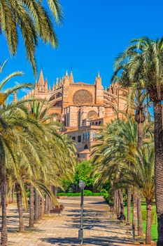 View of Cathedral La Seu with palm trees in Palma de Mallorca