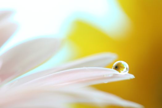 Gerbera flowers with raindrop