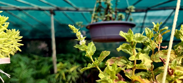 White flower and green leaves of a spearmint and peppermint plant with a hanging pot in the background in a nursery in New Delhi, India