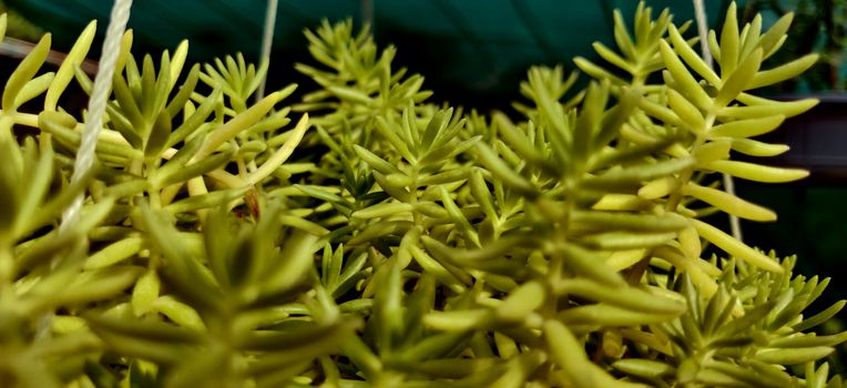 Close up of green sea urchin plant of different shade and focus inside the plant nursery in New Delhi, India