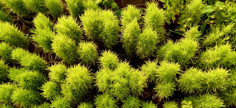 Green Bassia scoparia shrubs and plants from top angle looking like a forest captured with drone inside the plant nursery in New Delhi, India