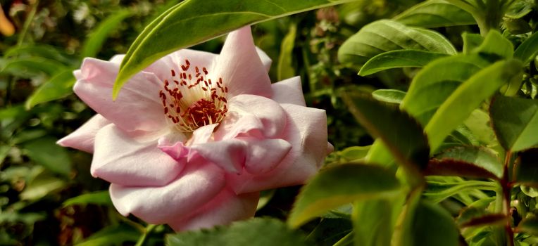 Beautiful pink Camellia flower blooming in the midst of leaves of different shade and hue during lock down and corona virus inside the plant nursery in New Delhi, India
