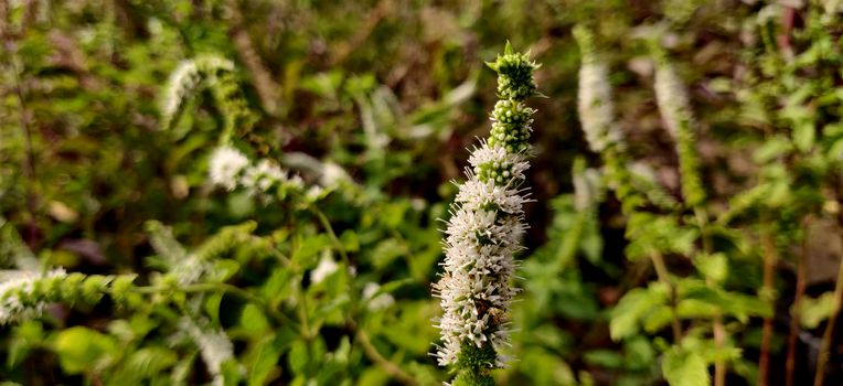 Close up of Apple mint white flower surrounded by green leaves of different shade and hue inside the plant nursery in New Delhi, India