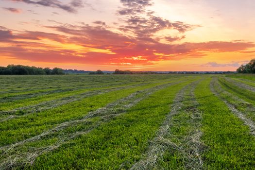 Twilight at cultivated land in the countryside on a summer evening with cloudy sky background. Procurement of food for animals. Combined field. Landscape.