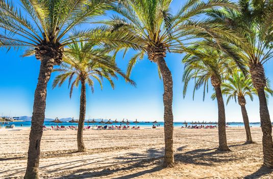 Majorca island, sand beach Platja de Alcudia with palm trees, Spain Mediterranean Sea