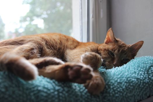 My Cat Spikey Chills at home in the sun