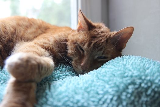 My Cat Spikey Chills at home in the sun