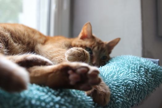 My Cat Spikey Chills at home in the sun