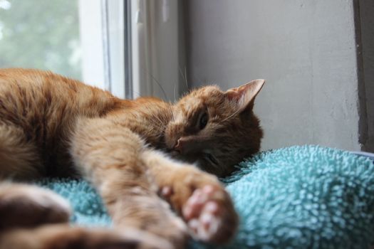 My Cat Spikey Chills at home in the sun