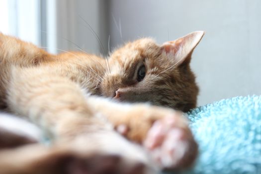 My Cat Spikey Chills at home in the sun