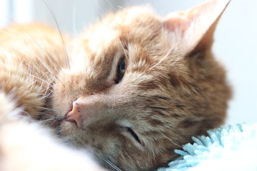 My Cat Spikey Chills at home in the sun