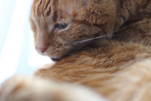 My Cat Spikey Chills at home in the sun