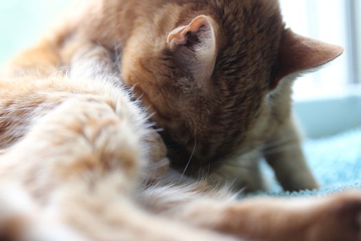 My Cat Spikey Chills at home in the sun