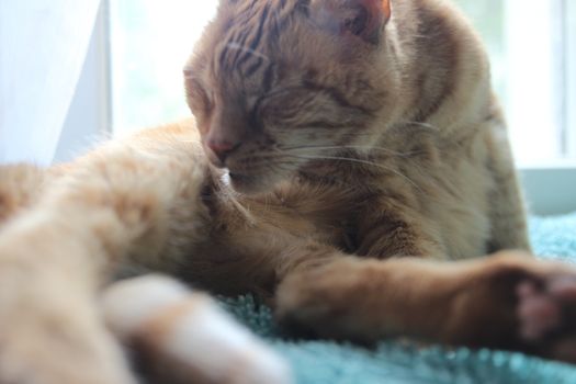 My Cat Spikey Chills at home in the sun