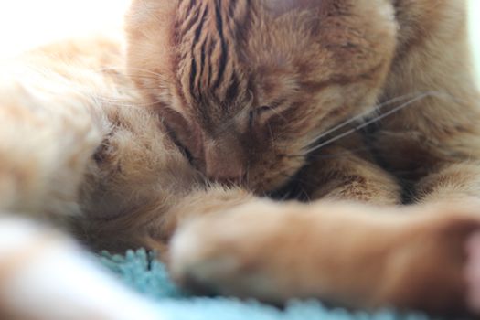 My Cat Spikey Chills at home in the sun