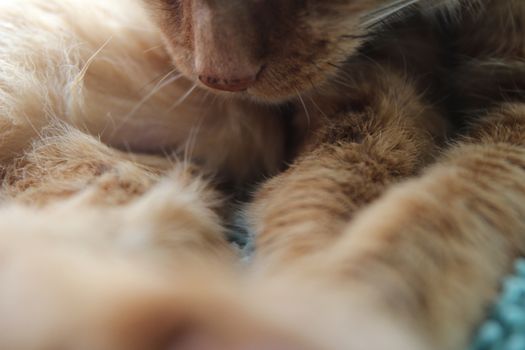 My Cat Spikey Chills at home in the sun