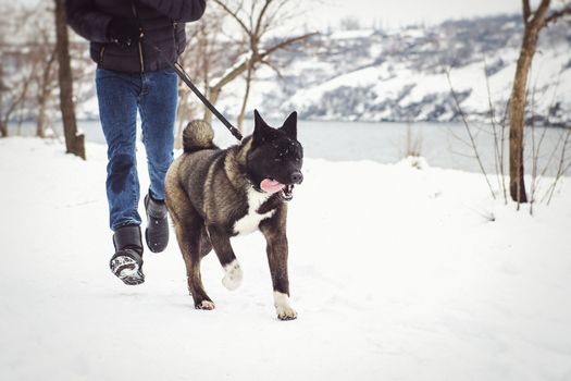 Alaskan Malamute dark color in the natural environment walking in the snow