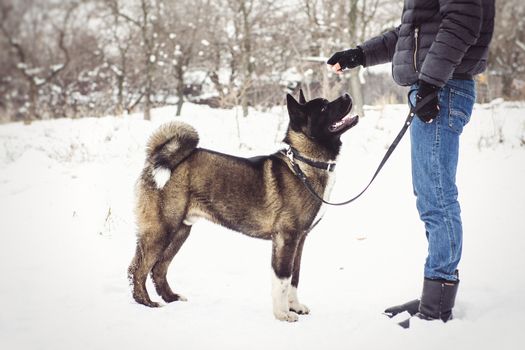 Alaskan Malamute dark color in the natural environment walking in the snow