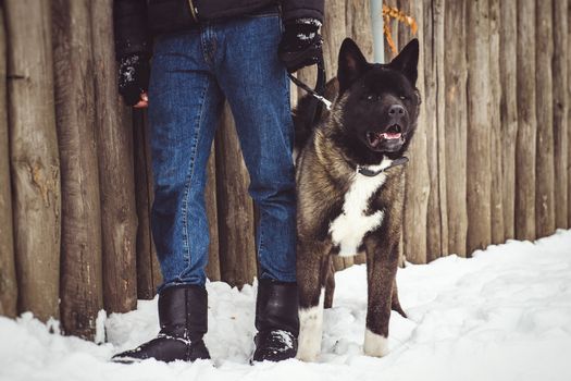 Alaskan Malamute dark color in the natural environment walking in the snow