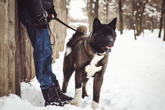 Alaskan Malamute dark color in the natural environment walking in the snow