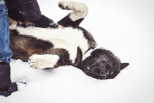 Alaskan Malamute dark color in the natural environment walking in the snow