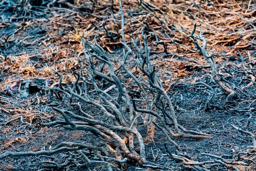 Close view of fire damage caused by a forest fire