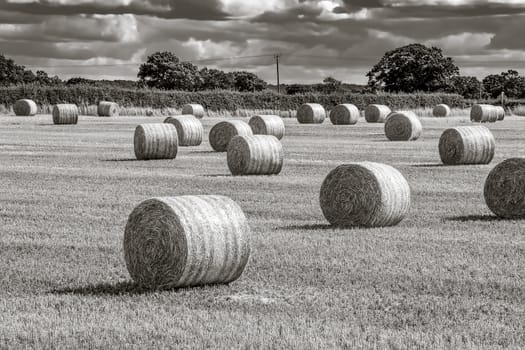 Hay barrels in an open field Black and White