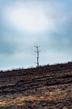 Remains of a single tree on a burnt landscape after a forest fire in the Horseshoe Pass Wales