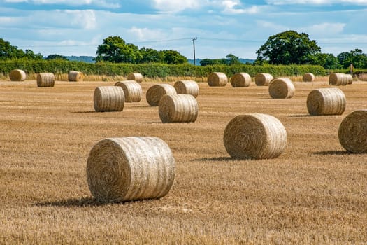 Hay barrels in an open field