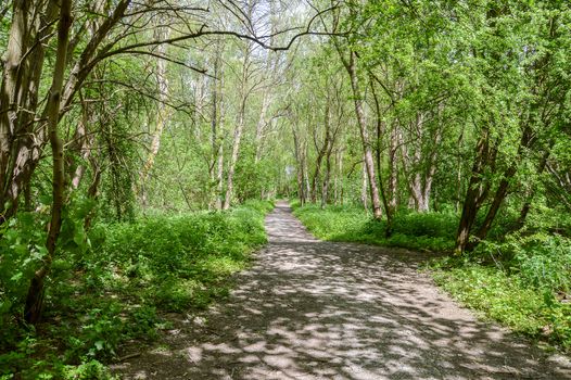 Path through a forest on a Sunny Day