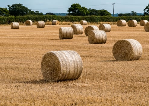 Hay Barrels in a field