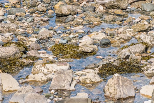 Seaweed growing on some rocks