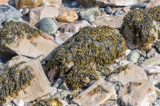 Seaweed growing on some rocks