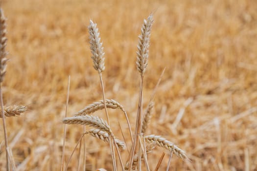 Ears of golden wheat close up growing in a field.