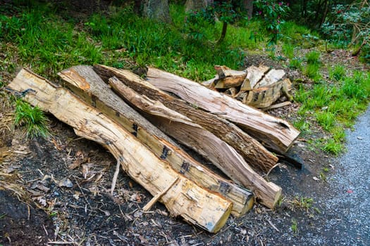 Old split tree logs laying on the ground