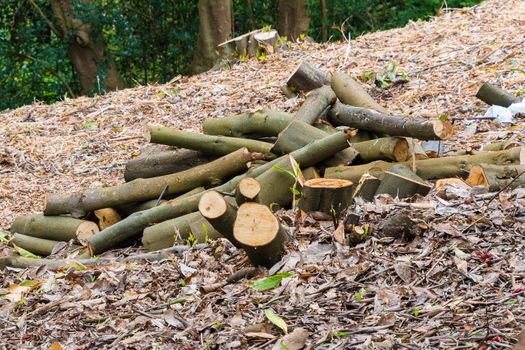 Logs from chopped up trees in a pile