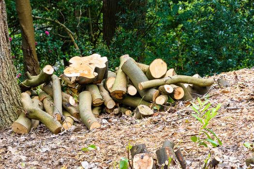 Logs from chopped up trees in a pile