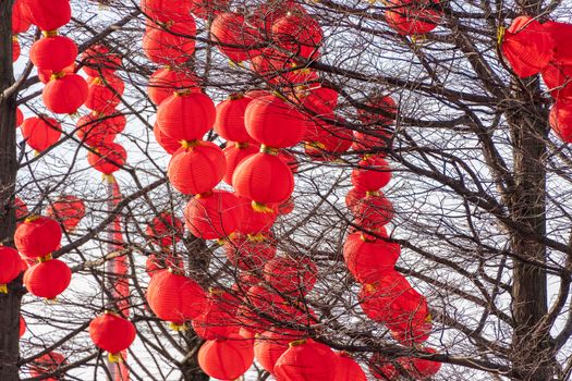 Chinese lanterns hanging in a tree. A chinese new year concept