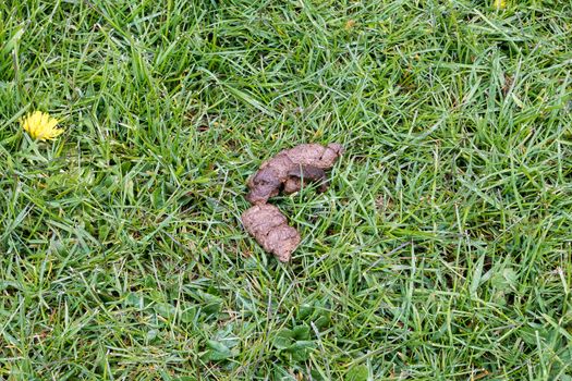 Dog Poo left on the grass
