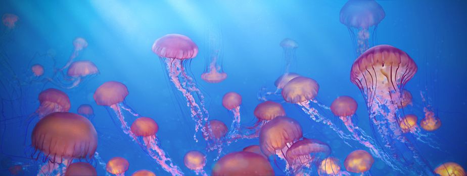school of jellyfish,Sea Nettle