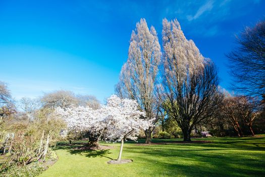 Landscape around the River Avon in Christchurch on a warm spring day in New Zealand