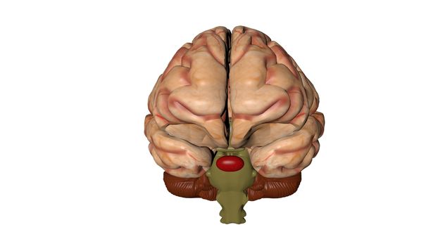 Human brain isolated on a colored background. Anatomical 3D model of human brain for medical students. 3D rendered model